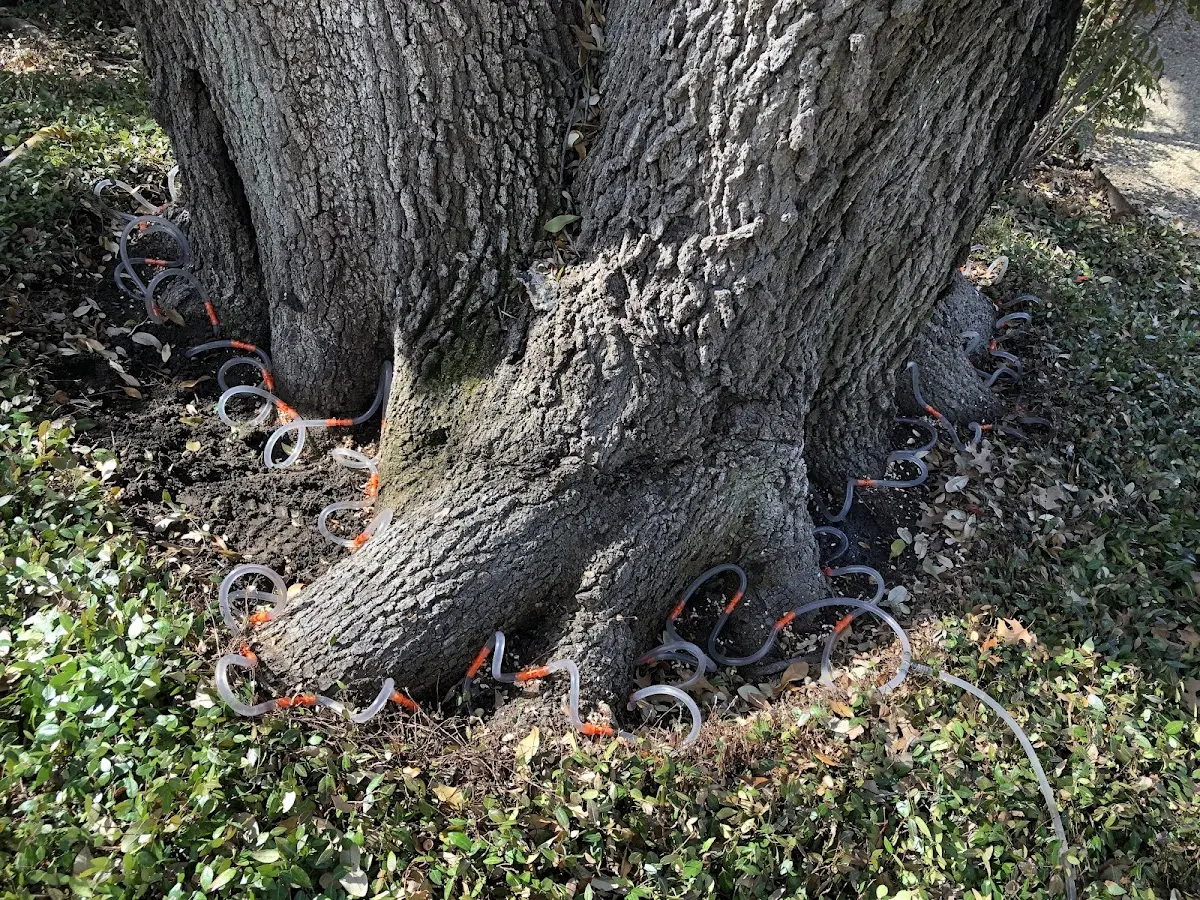 Detailed Tree Cabling and Bracing job site in Yreka